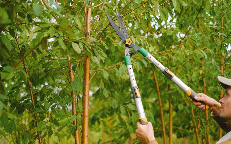 Tree trimming in Iberia, MO